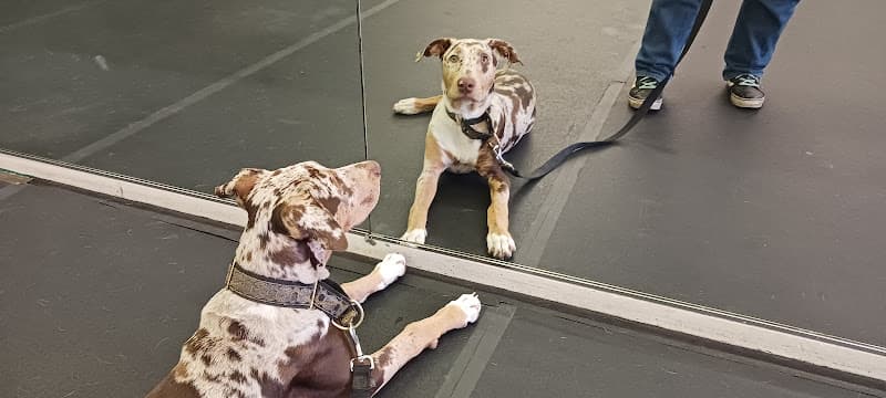 Dog trainer San Lorenzo Dog Training Club Richmond