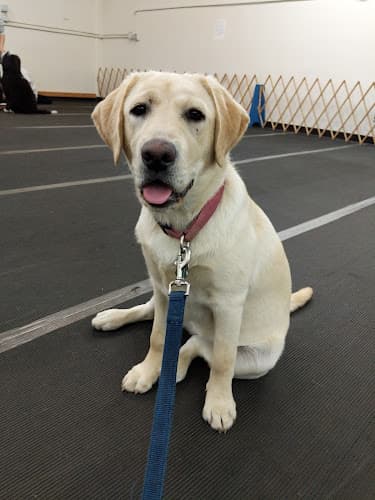 Dog trainer San Mateo Dog Training Club Richmond