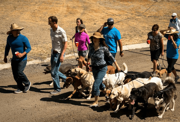 Dog trainer Santa Barbara Dog Whisperer Santa Barbara