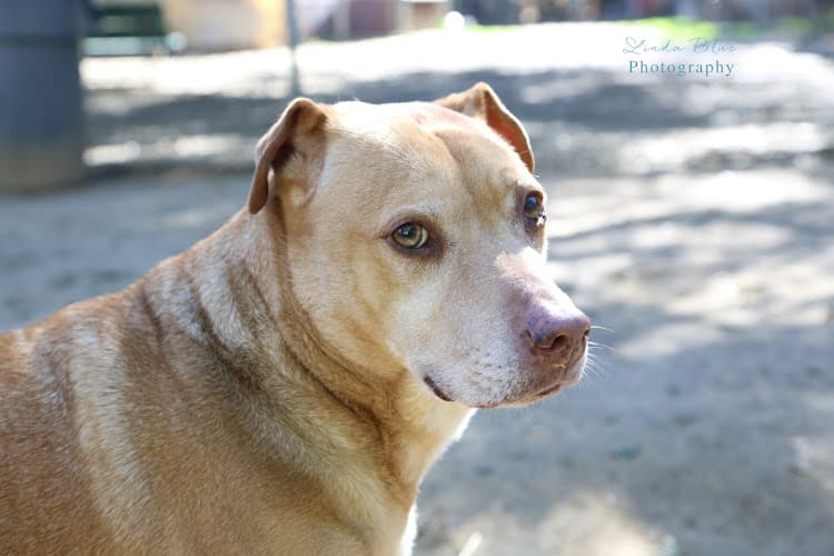 Dog trainer Santa Barbara Humane Santa Barbara