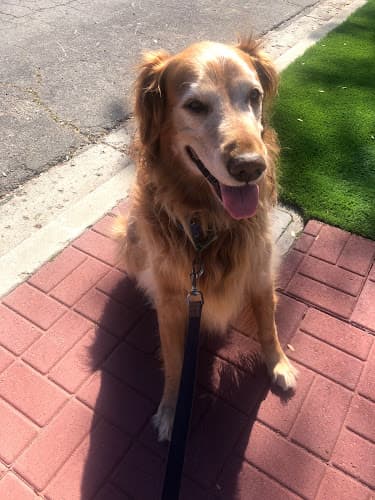 Dog trainer Santa Barbara Pet Sitters Santa Barbara