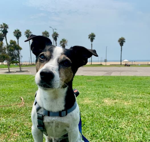 Dog trainer Santa Monica Dog Hikers Santa Monica