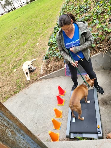 Dog trainer SANTA MONICA PAWS Santa Monica