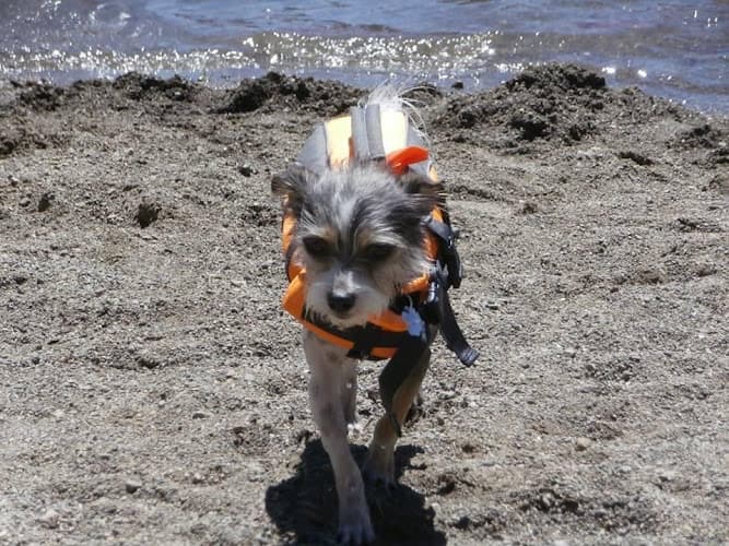 Dog trainer Saving Great Animals Bellevue