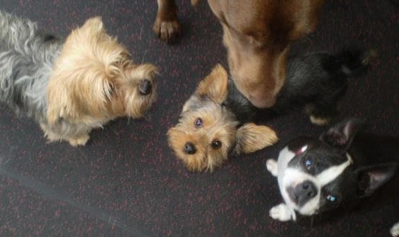 Dog trainer Scampers Daycamp for Dogs - Bellevue Branch Bellevue