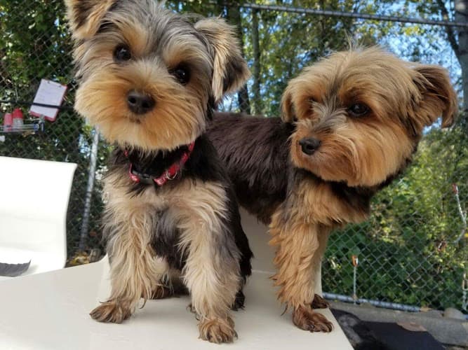 Dog trainer Scampers Daycamp for Dogs Kirkland