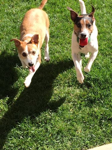 Dog trainer School of Paws Carlsbad