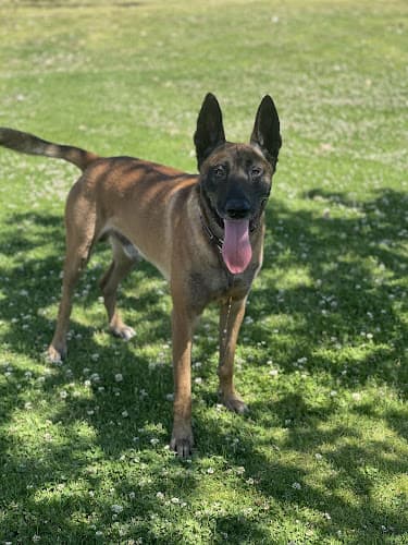 Dog trainer SD Dog Trainer San Diego