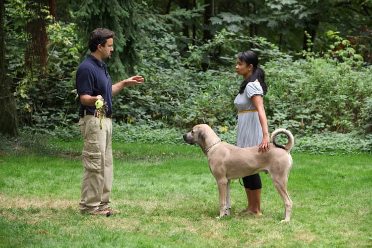 Dog trainer Seattle Family Dog Training Seattle