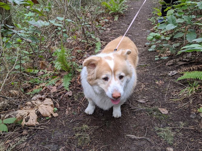 Dog trainer Sehome Hill Arboretum Bellingham