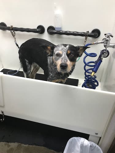 Dog trainer Self Serve Pet Spa Bakersfield