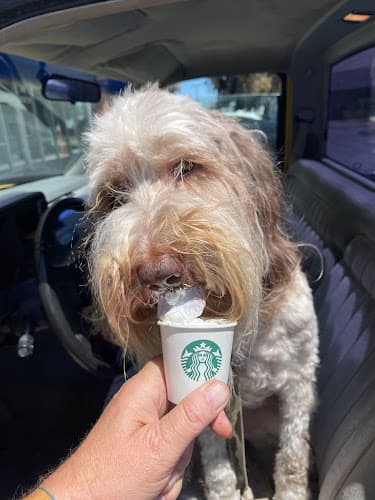 Dog trainer Shaggy Doodles Redding