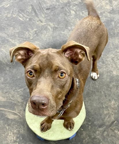 Dog trainer Sidekick Bellevue