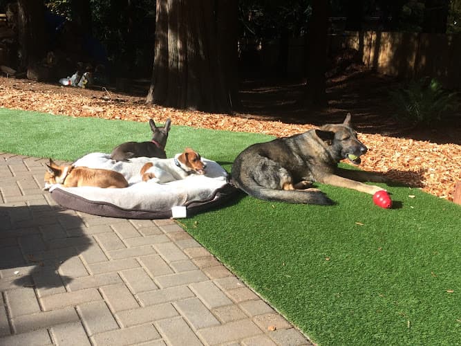 Dog trainer Sirius K9 LLC Everett