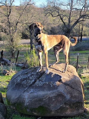 Dog trainer Sit Happens Dog Training Sacramento