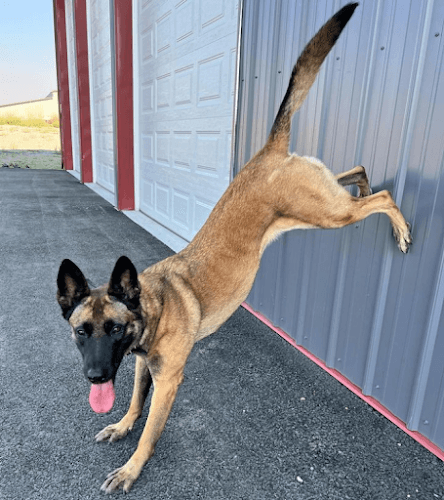 Dog trainer Sit Means Sit Dog Training North Idaho Spokane Valley