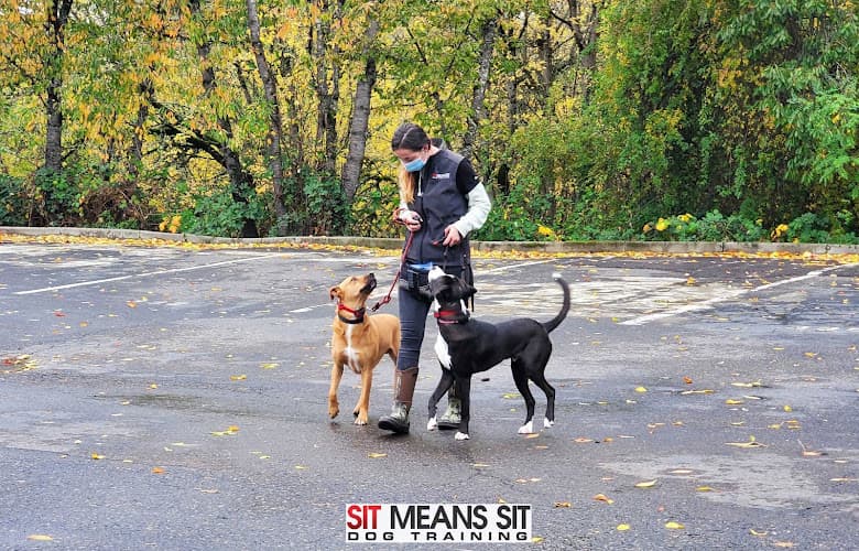Dog trainer Sit Means Sit Dog Training - Portland Hillsboro