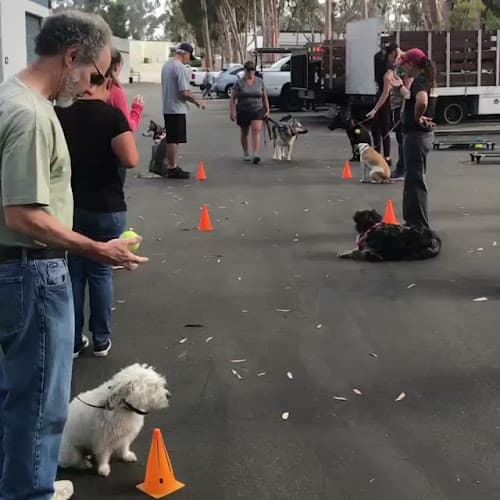 Dog trainer Sit Means Sit Dog Training San Diego San Diego