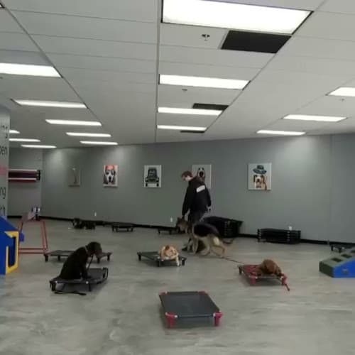 Dog trainer Sit Means Sit Dog Training South Orange County Orange