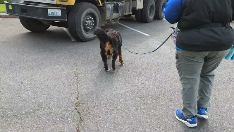 Dog trainer Sound Dog Connection Kent