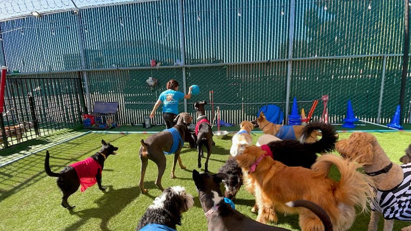 Dog trainer South Park Doggie - Adventureland (South Bay) Torrance