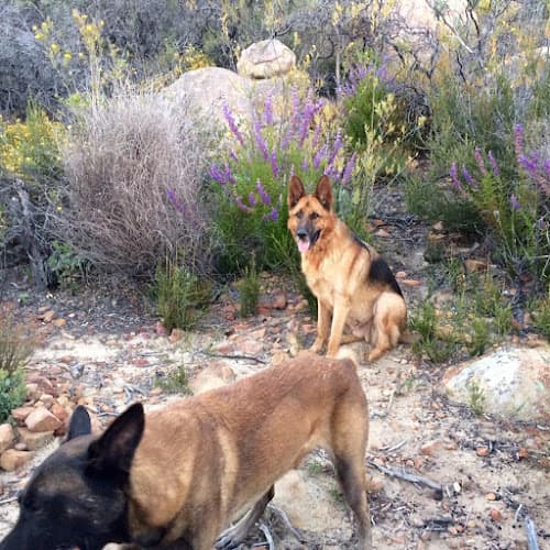 Dog trainer Specialized K-9 Services Santa Barbara