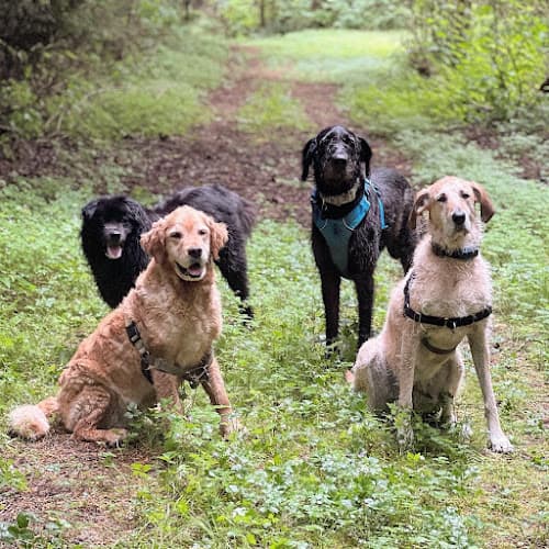 Dog trainer Squalicum Mountain Dogs Bellingham