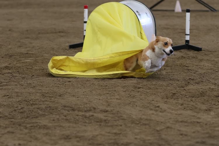 Dog trainer Stars & Stripes Agility Training Center Pomona