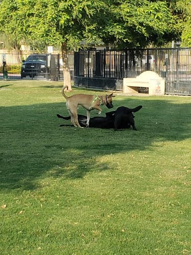 Dog trainer Station 87 Dog Park Indio