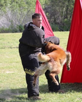 Dog trainer Tactical K9 LLC Santa Clarita