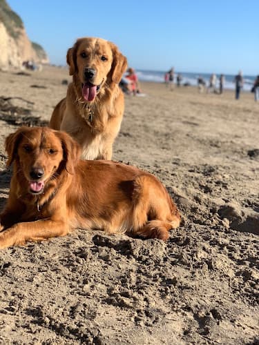 Dog trainer TaylerMade Training and Pet Supplies Santa Maria