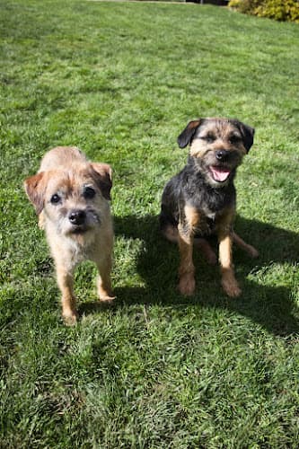 Dog trainer Tedstrom Dog Training LLC Portland