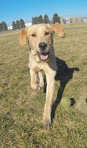 Dog trainer Temecula Best Friend Dog Training Murrieta