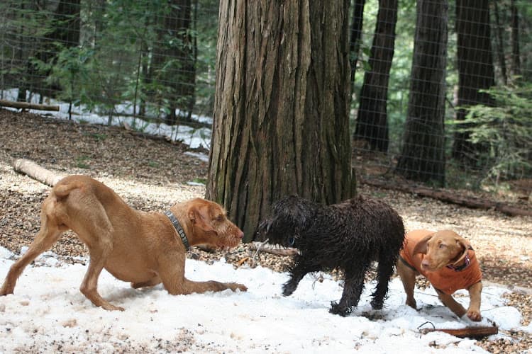 Dog trainer The Canine Coach Daly City