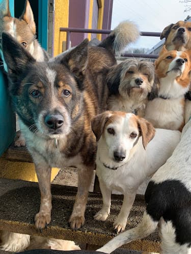 Dog trainer The Dog Resort Seattle