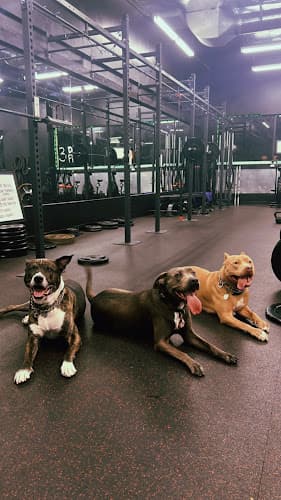 Dog trainer The Dogg Pound Gym Pomona