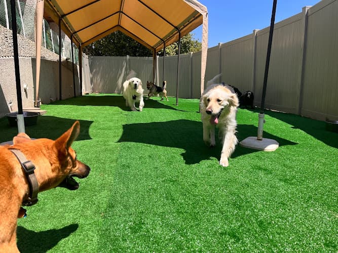 Dog trainer The Doggy Den Thousand Oaks