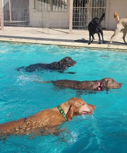 Dog trainer The Grand Paw Indio