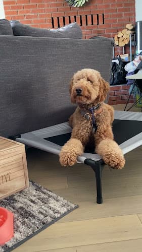 Dog trainer The Human Dog Team San Diego