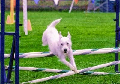 Dog trainer The Lucky Dog Training Center Everett
