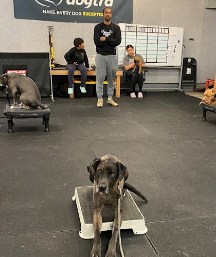 Dog trainer The Northwest Dog Trainer Seattle