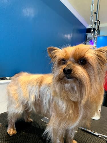 Dog trainer The Pampered Pooch Chico