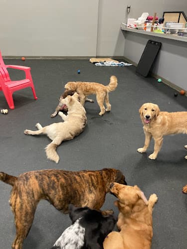 Dog trainer The Pawsitive Pooch, llc Bellingham