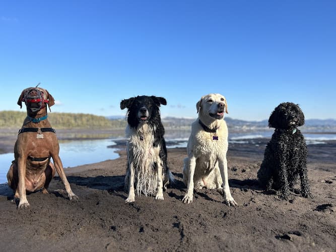 Dog trainer The People's Pup Collective Portland