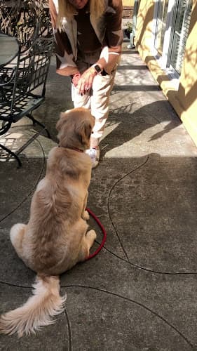 Dog trainer The Pup School Sunnyvale