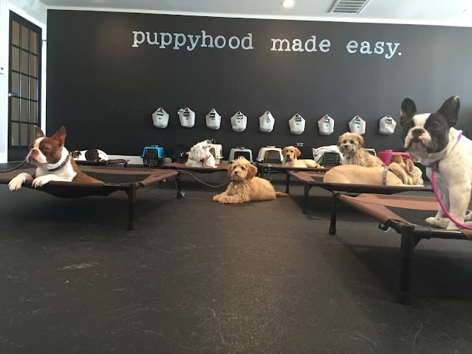 Dog trainer The Puppy Academy Torrance