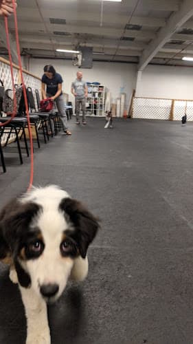 Dog trainer The Puppy Perfectors Seattle