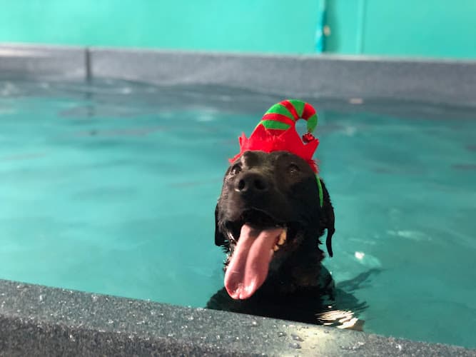 Dog trainer The Rex Center, LLC Daly City