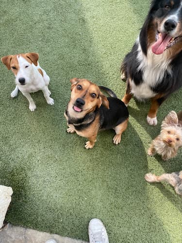 Dog trainer The Shabby Dog Palm Springs Indio