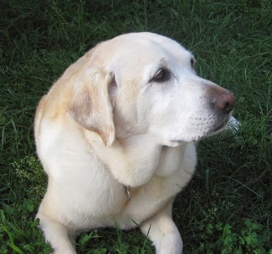 Dog trainer The Top Dog Trainer San Diego